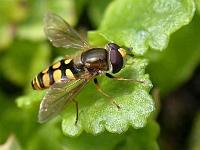 Gemeine Feldschwebfliege 03
